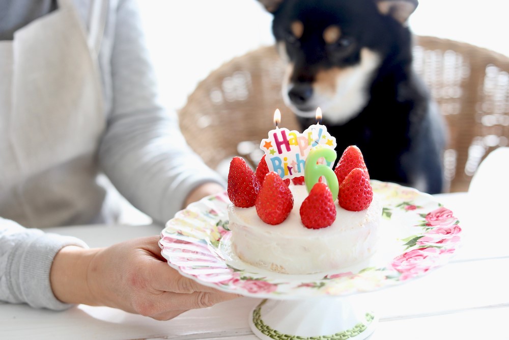 いつも一緒にいてくれる愛犬に感謝を込めて、手作りバースデーケーキをプレゼント