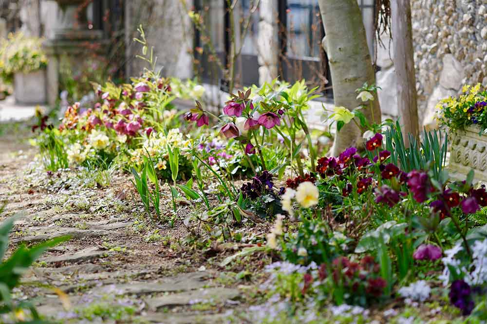 クリスマスローズと小さな花々が競演する春の可愛い庭