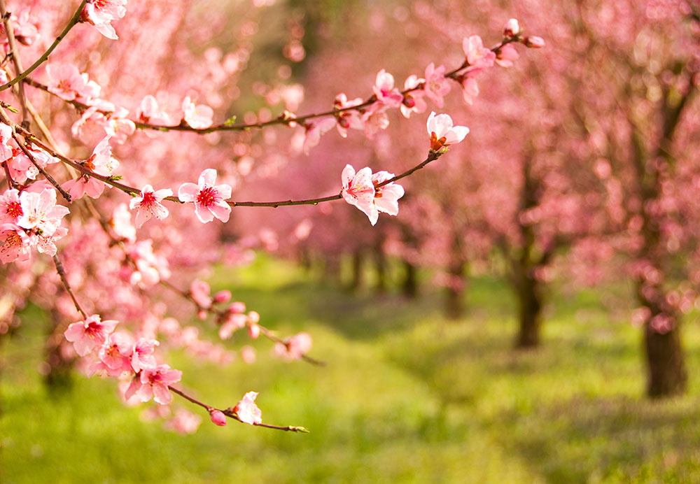 【春の花】 桃の花の特徴・品種・育て方を徹底解説