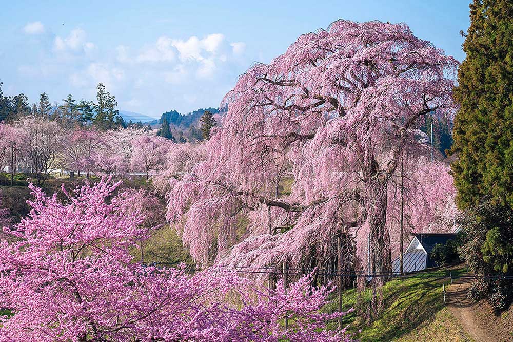 福島県二本松市「合戦場のしだれ桜」