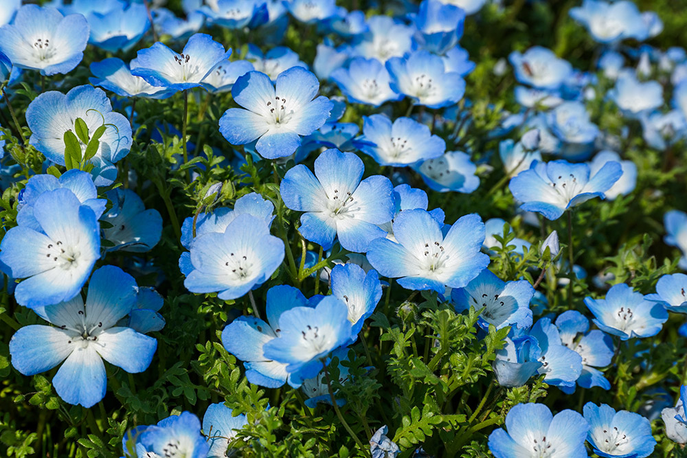 【人気】ネモフィラの青い花を咲かせよう！ 育て方一挙公開