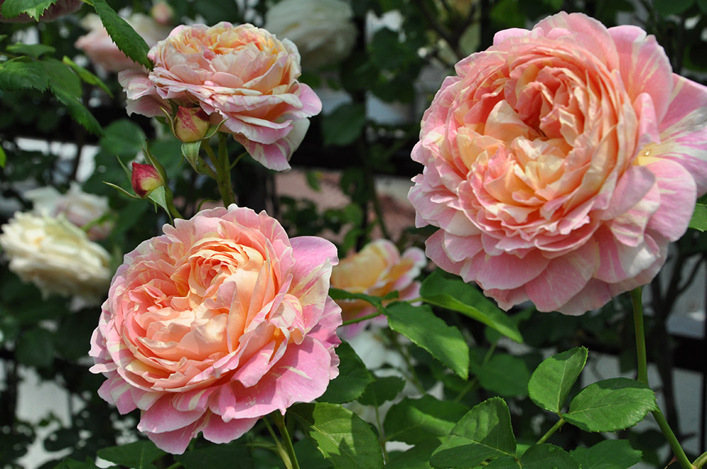 モネの庭とバラ'クロード・モネ'」【松本路子のバラの名前・出会いの