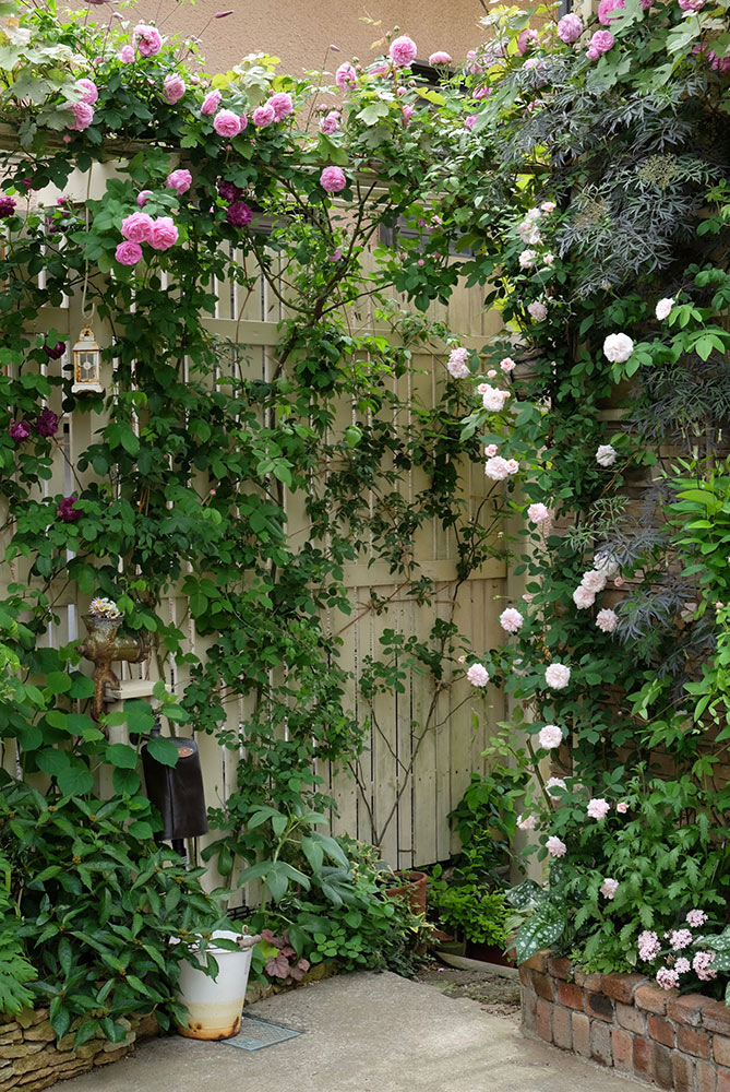 つるバラの庭
