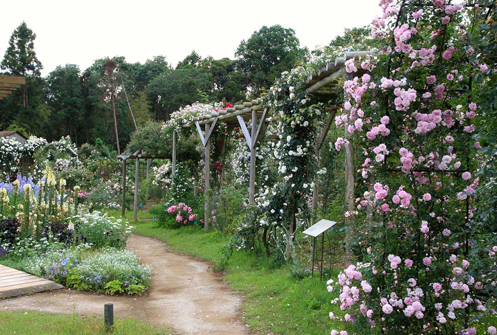 バラ園は甦る「佐倉草ぶえの丘バラ園」14年目の春の輝き | GardenStory (ガーデンストーリー)