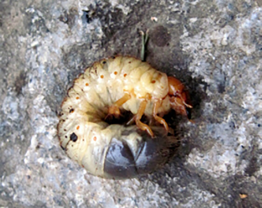 コガネムシの幼虫