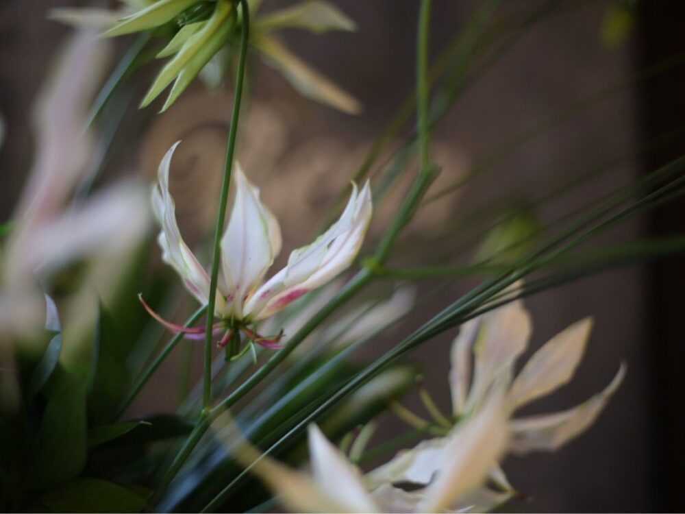 白いグロリオサ‘パールホワイト’　春夏秋冬 旬の花を探しに Vol.19