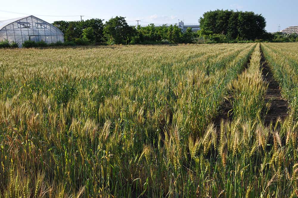 東久留米の小麦畑