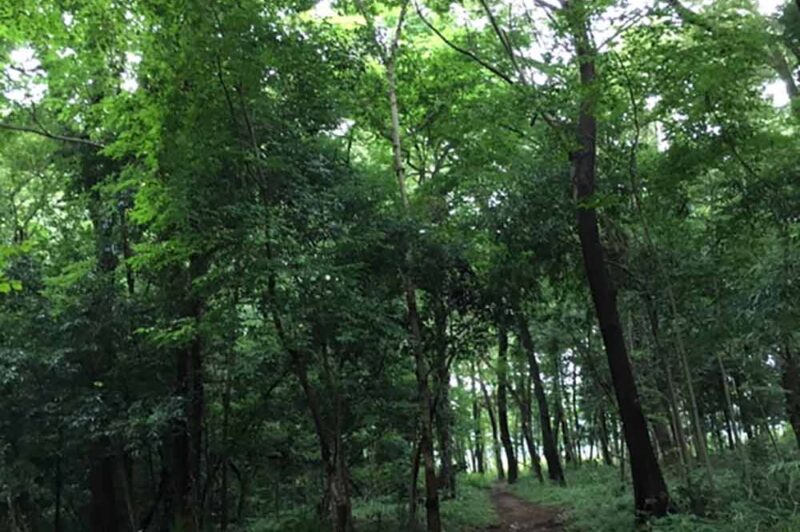 武蔵野の森