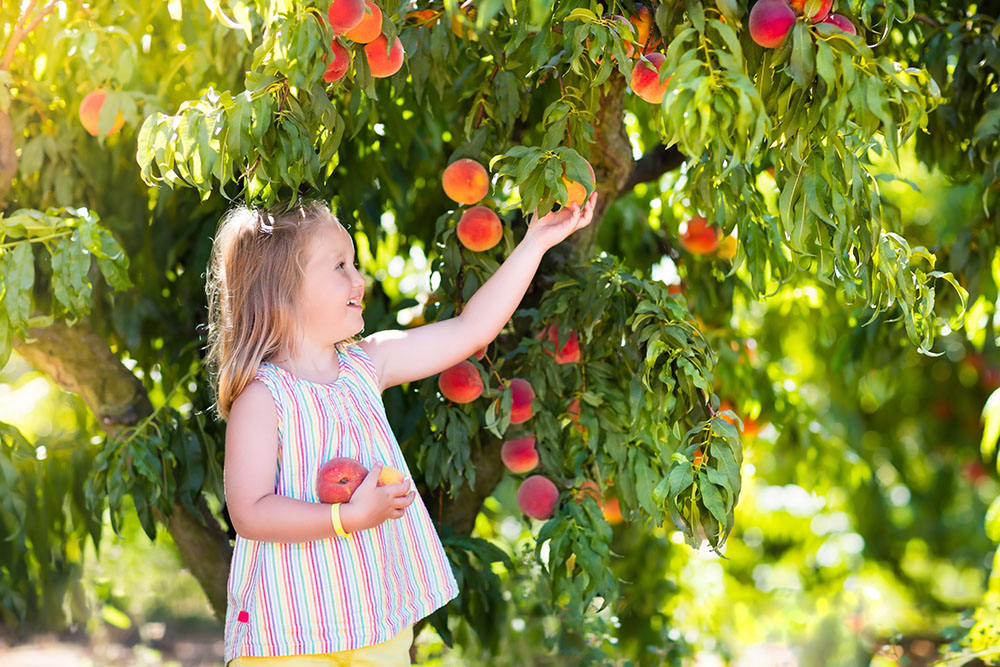 【完全版】おうちで果樹園をつくろう！ 家庭で育てやすい人気の果樹を厳選紹介！