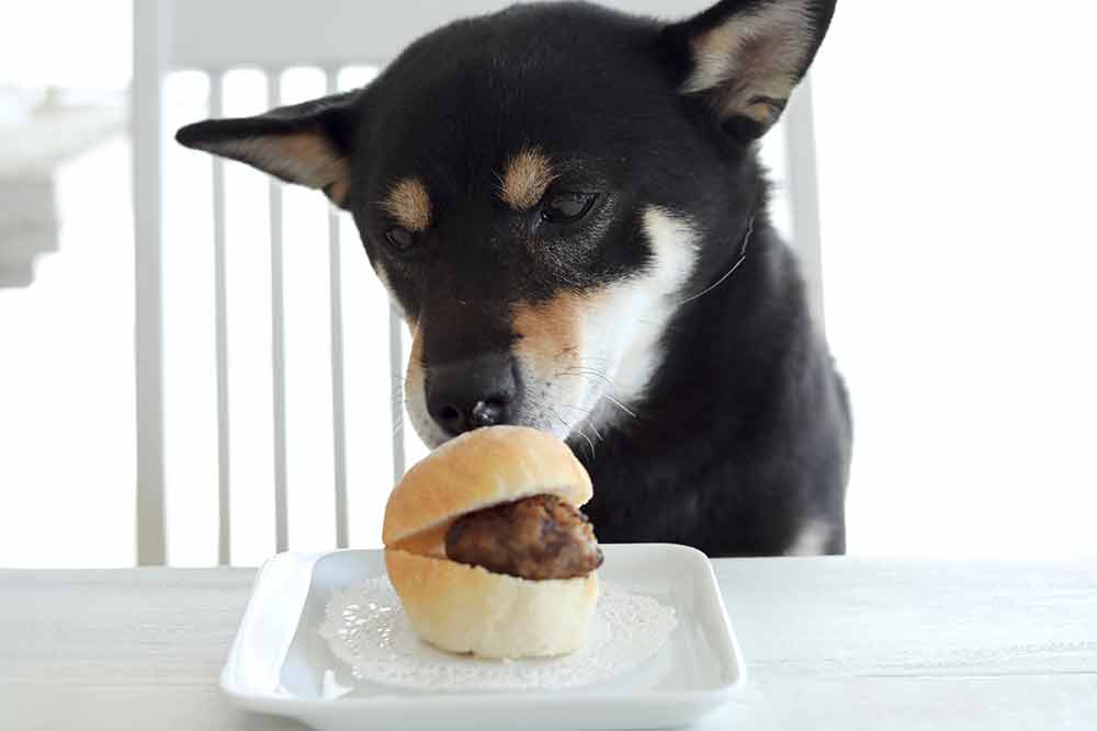 犬とハンバーガー