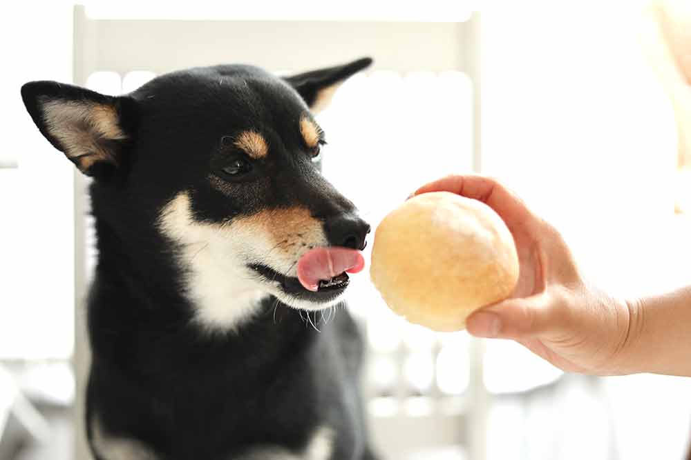 犬とパン