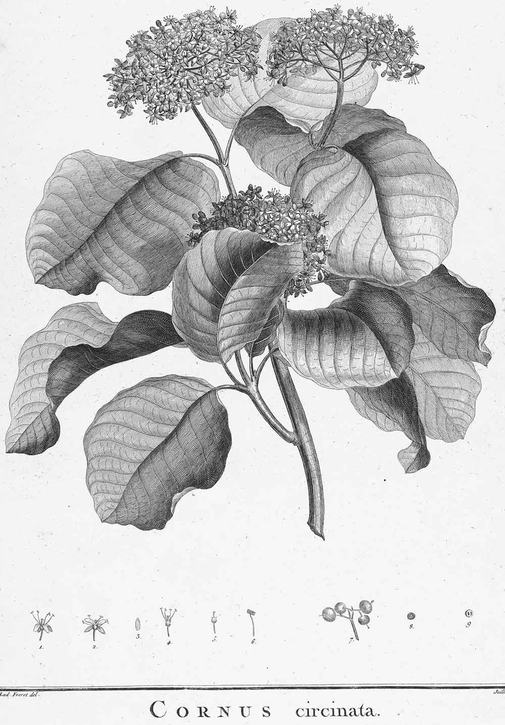 ルドゥーテの植物画