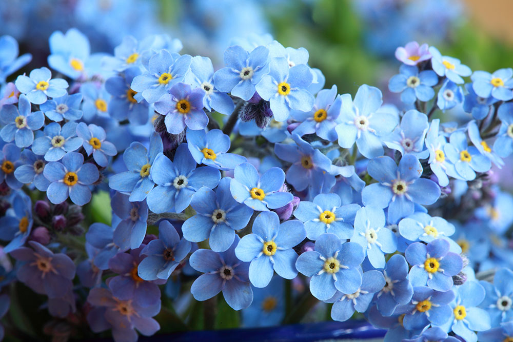 春に群生して咲く青い花！ ワスレナグサ（勿忘草）の特徴や種類・育て方などを徹底解説
