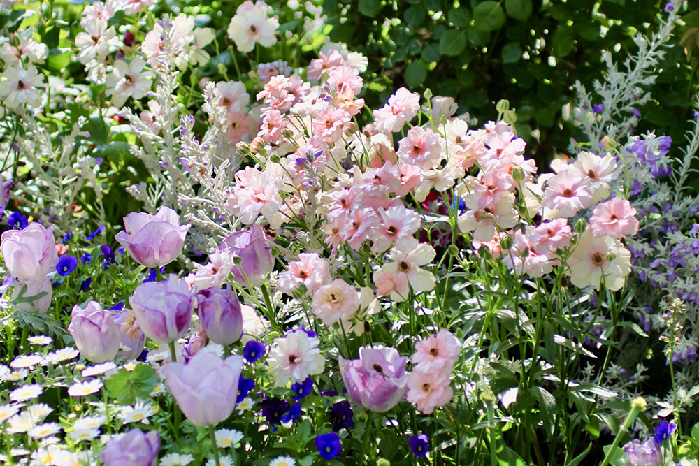 【豪華花】植えっぱなしで毎年、花束のように咲く！「ラナンキュラス・ラックス」（4,000円相当）をプレゼント　※募集は終了しました