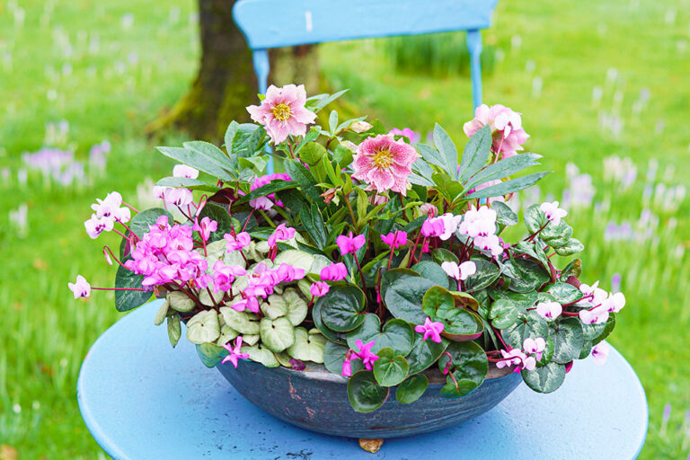 冬も美しい花たちを楽しもう！ 冬の寒さに強い植物８選をご紹介！