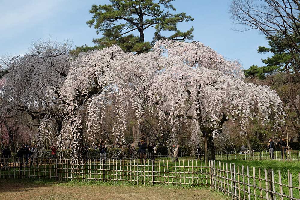 京都御所の糸桜