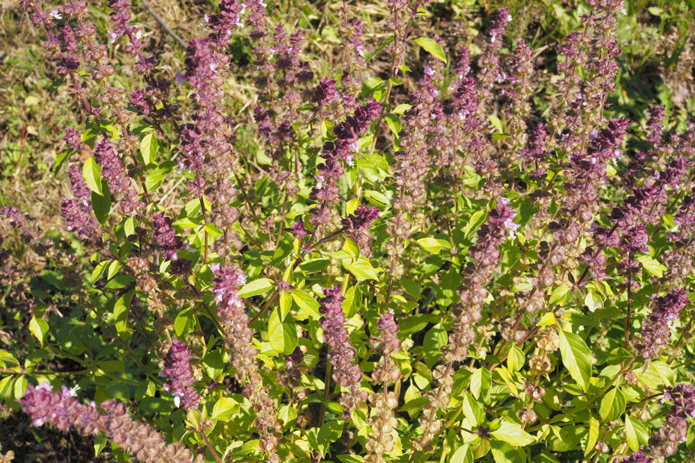 豪華 一番効果が高い 赤紫ホーリーバジル クリシュナトゥルシーの種 種 20粒