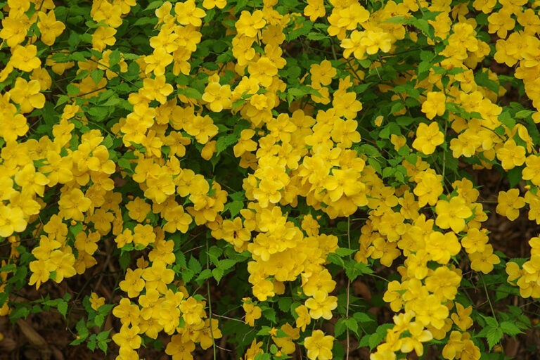 季節を映す言葉「季語」で知る春の花