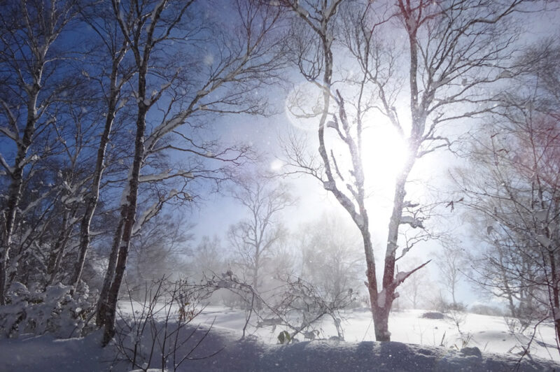 光と雪と森と