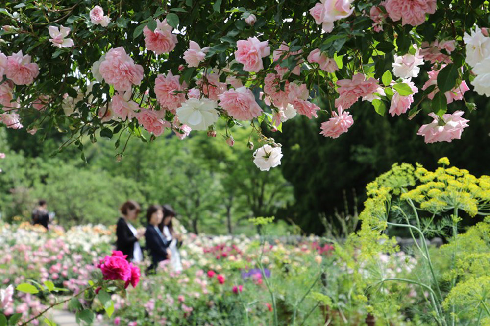 「ローザンベリー多和田」の開園物語と庭づくり 〜お客さまが憧れる庭をかたちに
