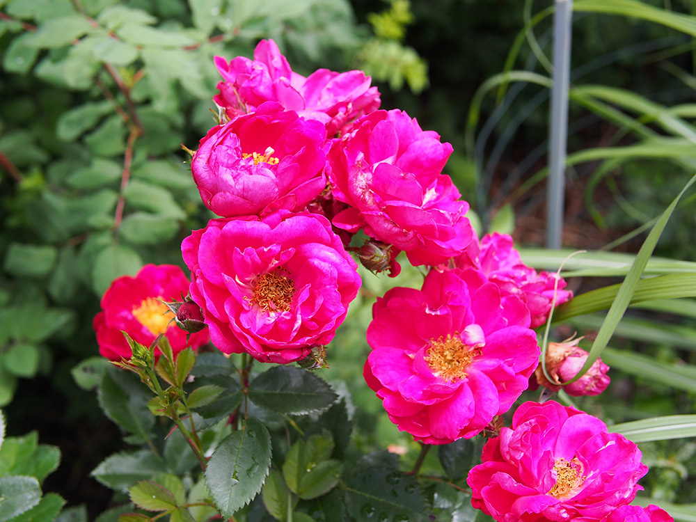 バラ‘ヘンリー・ケルシー’