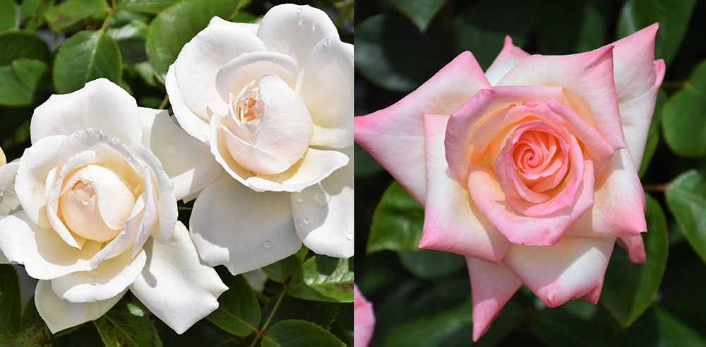 生誕60周年〜ダイアナ妃に捧げられた２つのバラ