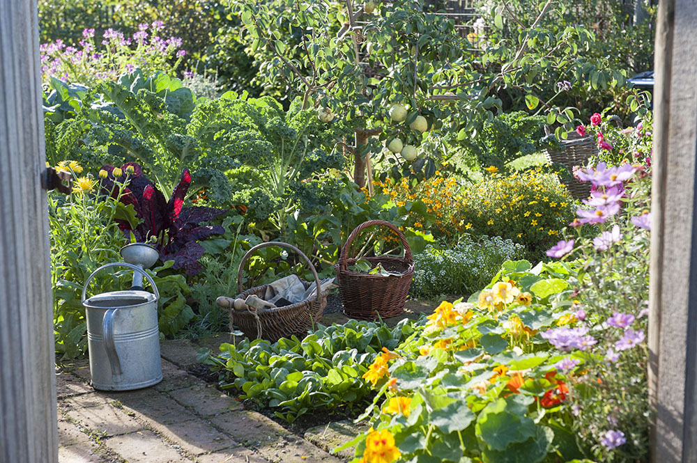 小さなスペースでも楽しめる家庭菜園と庭の恵みで作るギフト