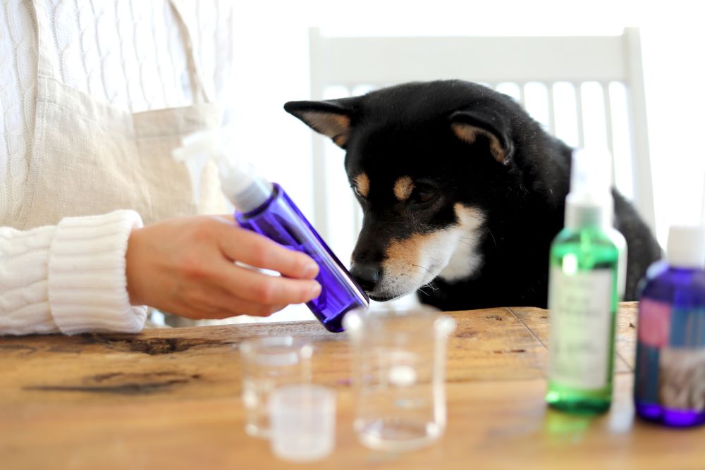日本のハーブ、クロモジの芳香蒸留水の手作りスプレーで愛犬の乾燥対策に
