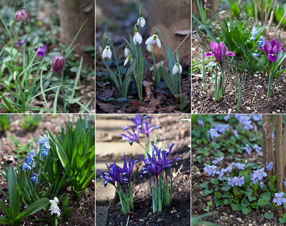 小さな庭と花暮らし「早春の妖精スプリング・エフェメラル」