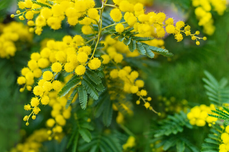黄色い花は春に多いというのは本当？ 花の種類と花言葉を知って育ててみよう！
