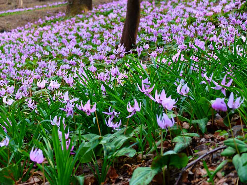 春の妖精 スプリング・エフェメラル「カタクリ」を咲かせよう