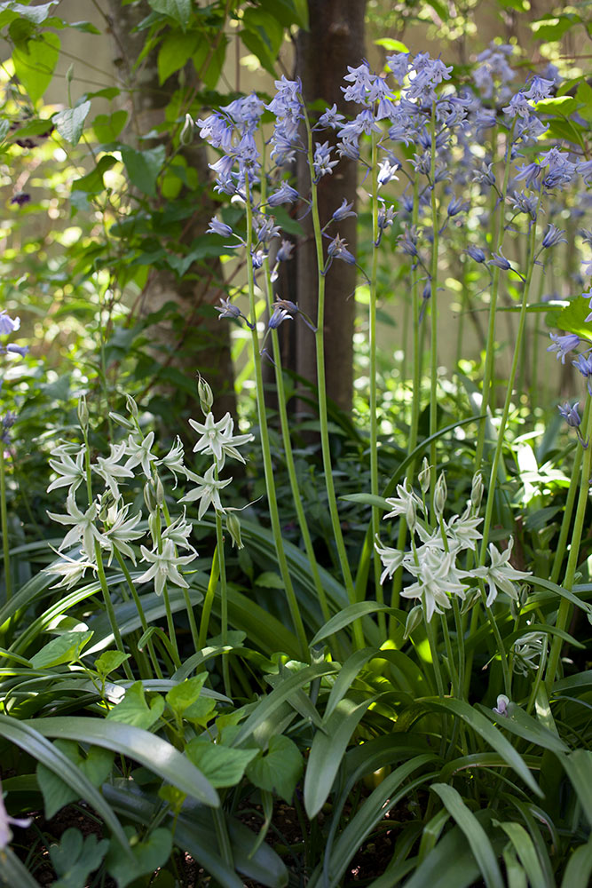 シラー・カンパニュラータ
