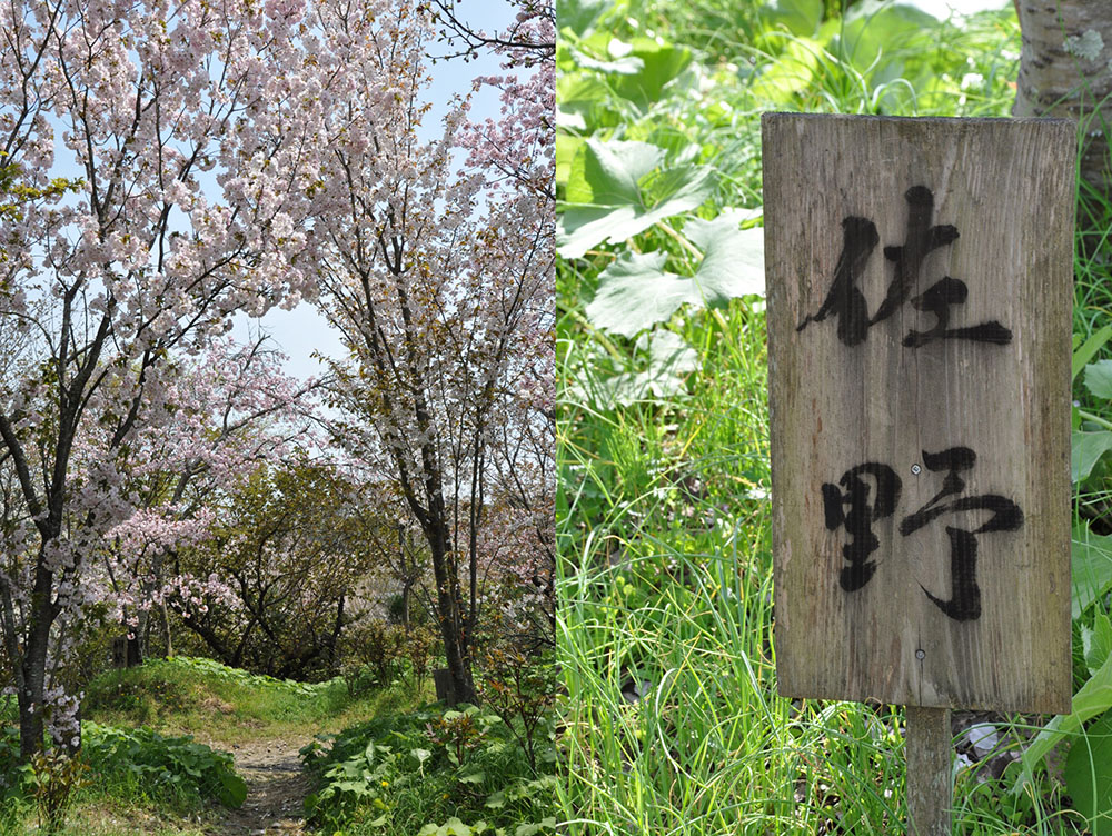 佐野家の桜園