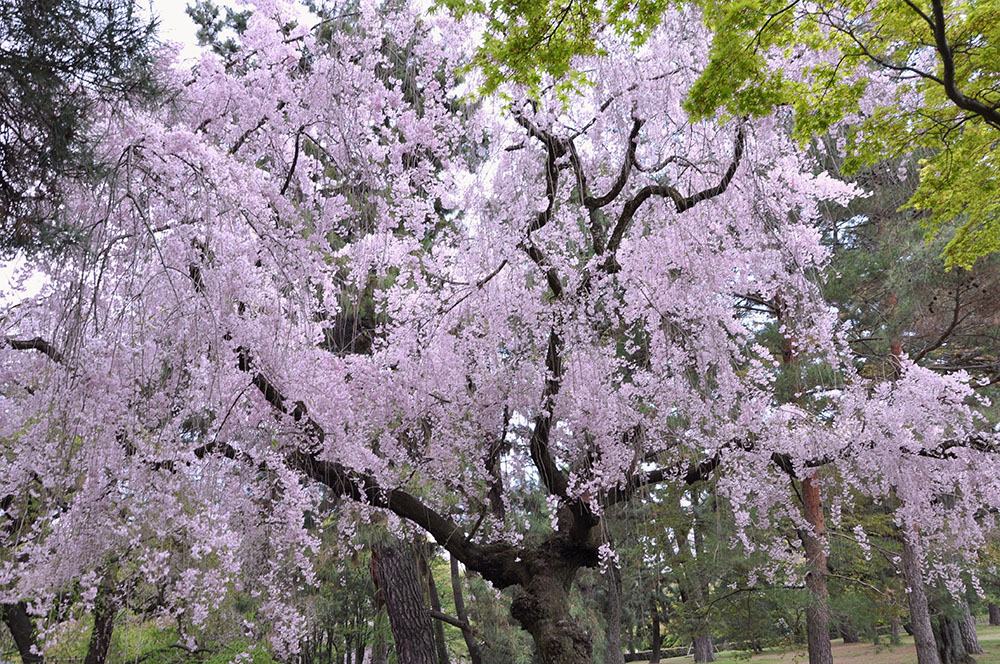 京都御苑の紅枝垂