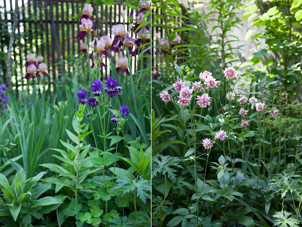 オダマキ　ブルーバローとノラバロー