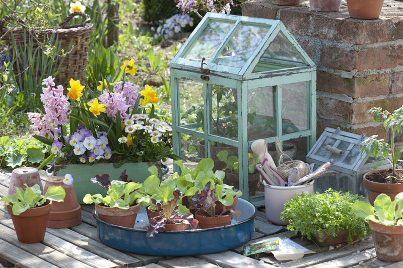 春の家庭菜園