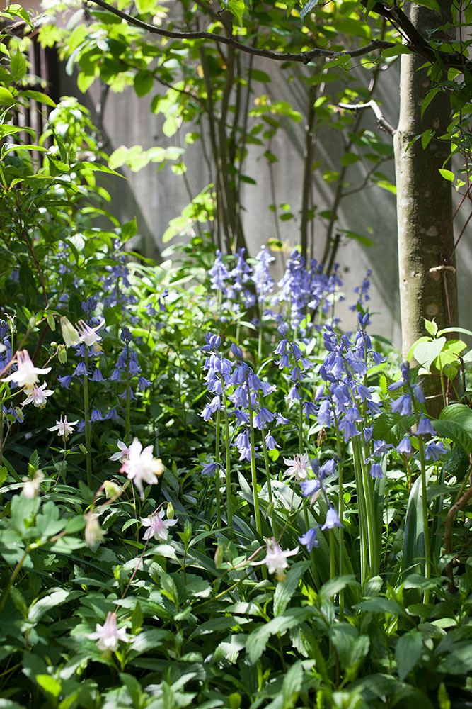 シラー・カンパニュラータ