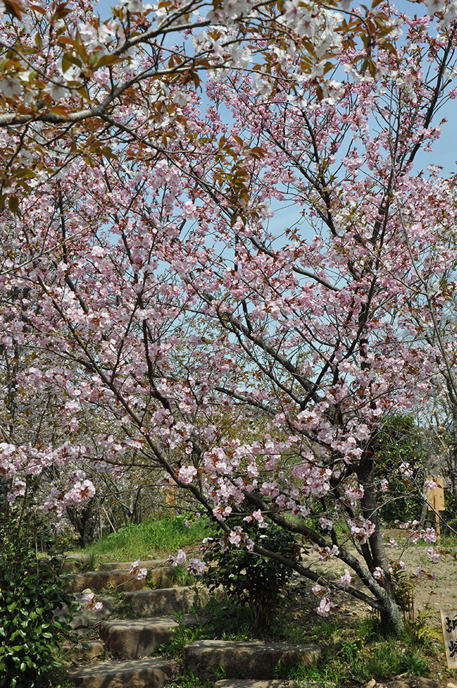 佐野藤右衛門の桜園