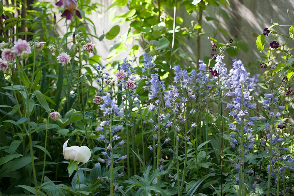 シラー・カンパニュラータ