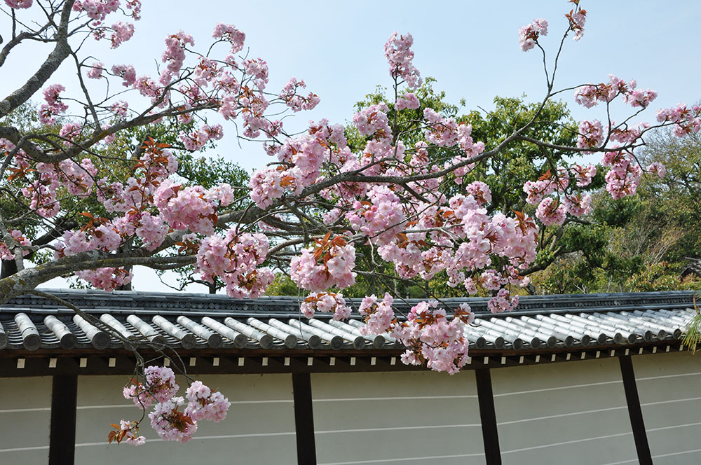 仁和寺の本坊表門近くに咲く‘大沢桜’