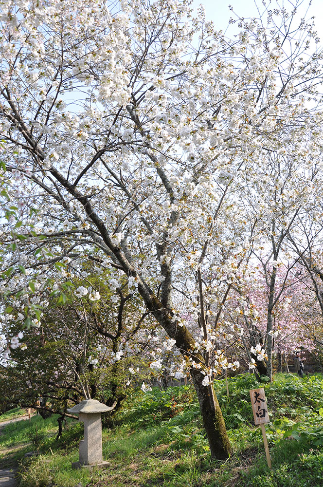 佐野藤右衛門の桜園に咲く‘太白’