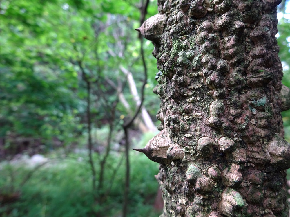 ゴツゴツの樹皮が特徴的