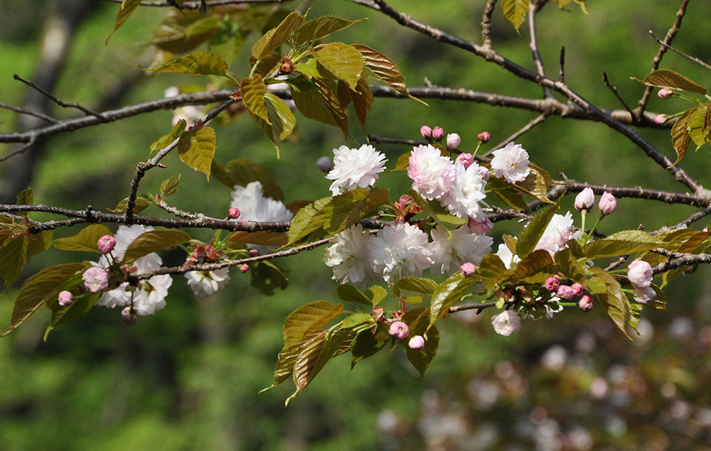 ‘奈良の八重桜’