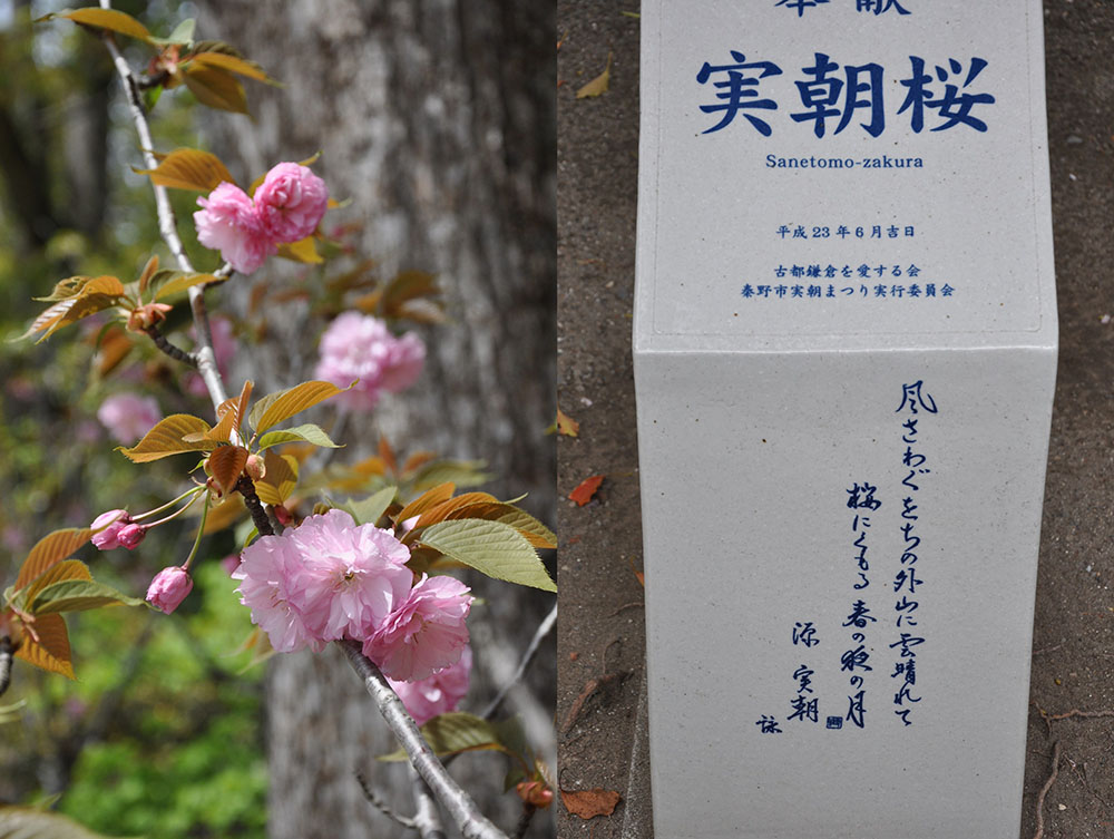 ‘実朝桜’と実朝の桜を詠んだ歌碑