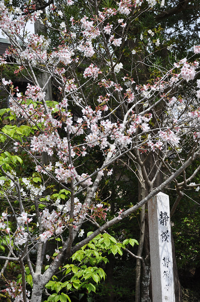 鶴岡八幡宮に咲く‘静桜’