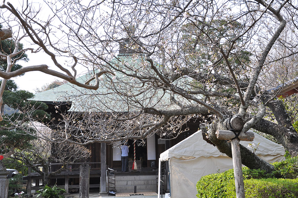 極楽寺本堂と‘桐ヶ谷’の古木