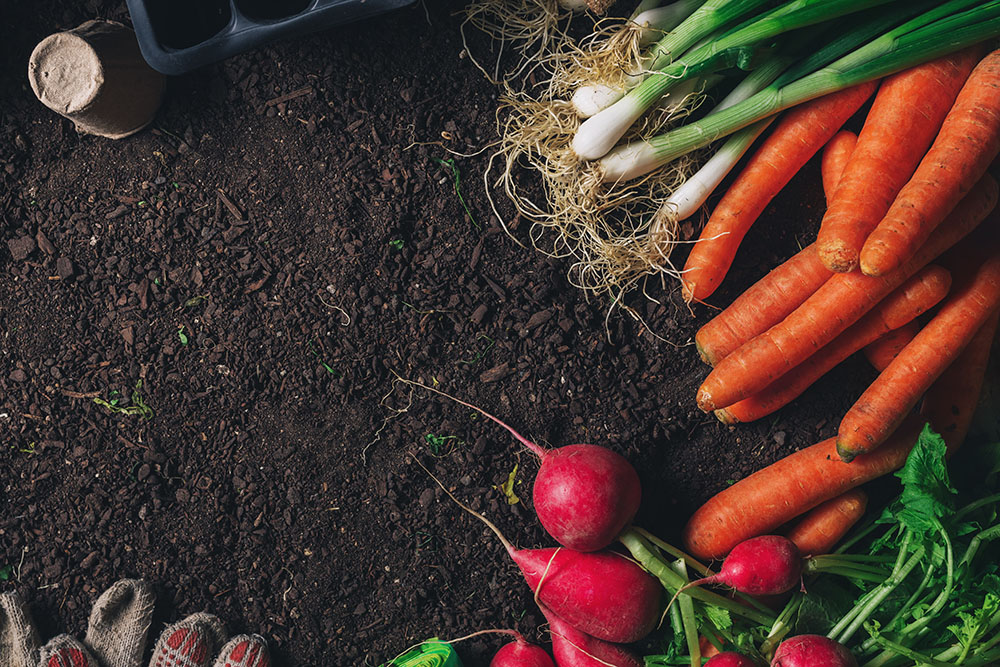 野菜づくりは土ですべてが決まる！ 家庭菜園の土づくりを徹底解説！