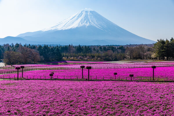pix2_富士山と芝桜