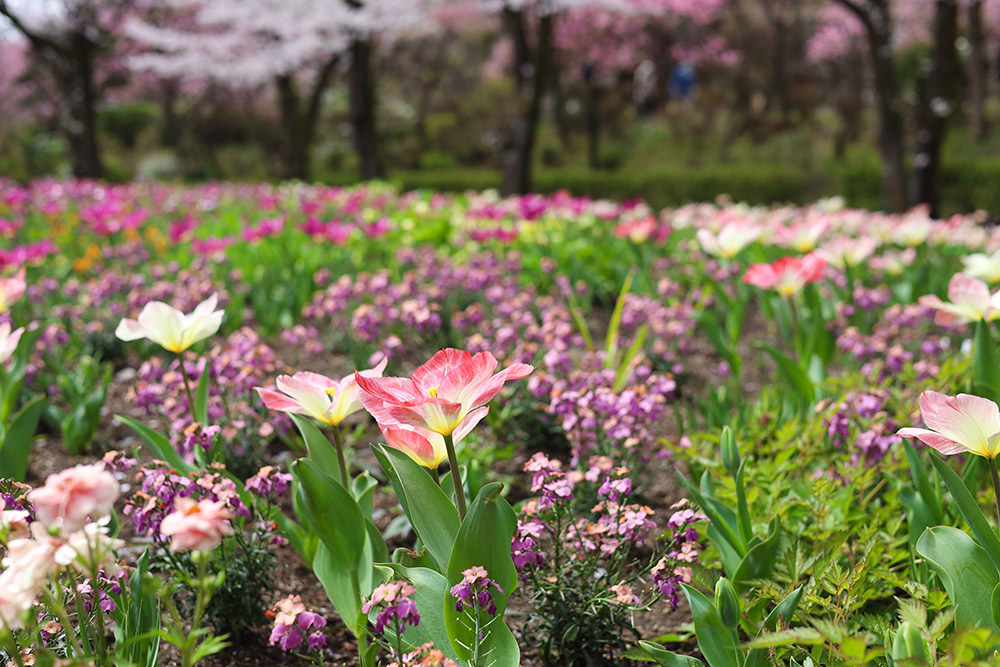 PIET OUDOLF GARDEN TOKYOの春の庭