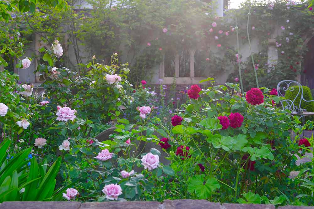 バラの庭